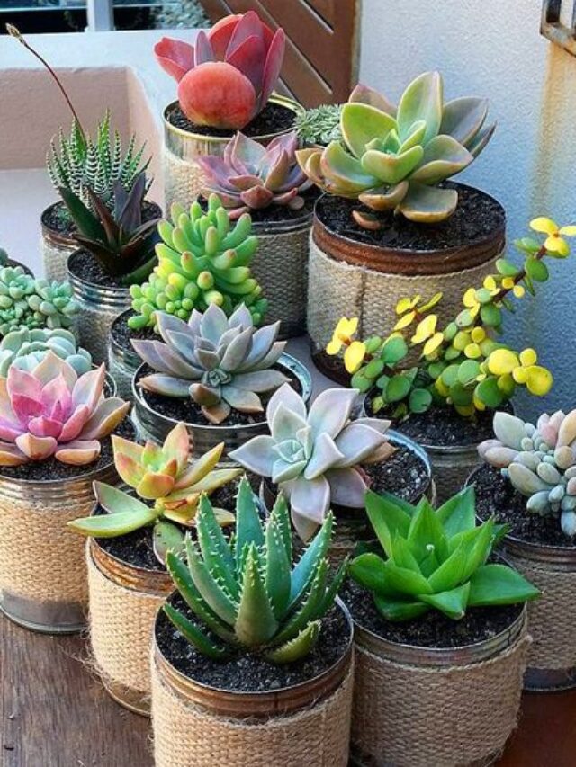 suculentas na lata