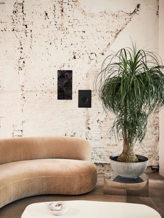 como culitvar pata de elefante