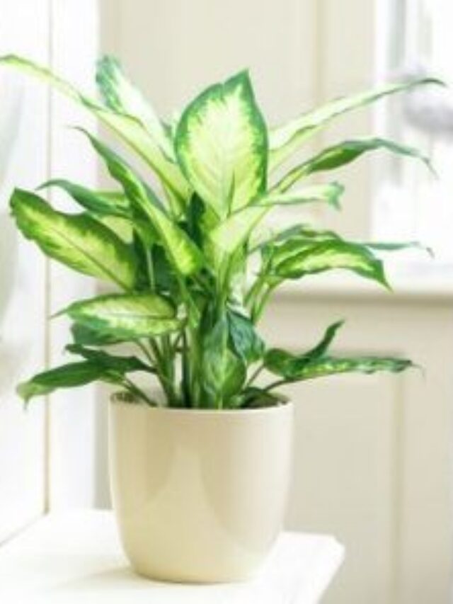 como decorar o ambiente com comingo ninguem pode