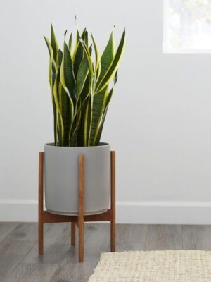 como culitvar espada de são jorge