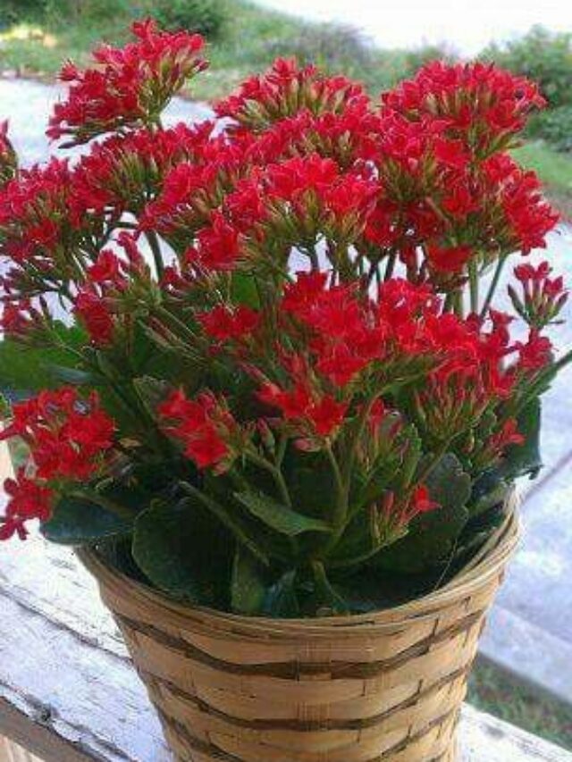 Como cultivar planta kalanchoe