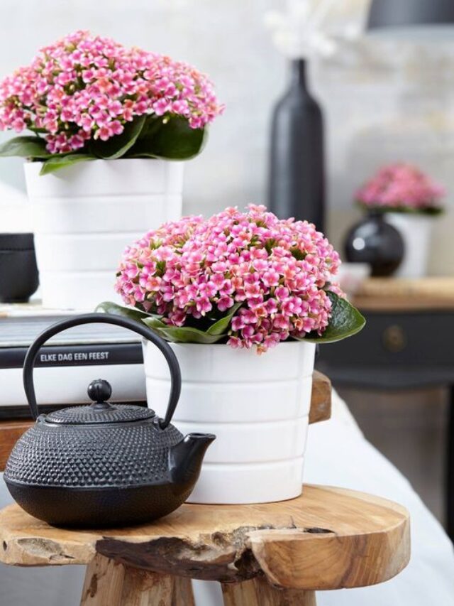 Como cultivar planta kalanchoe