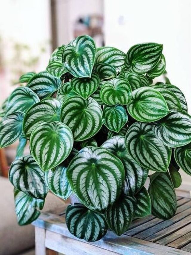 peperômia melancia planta para apê