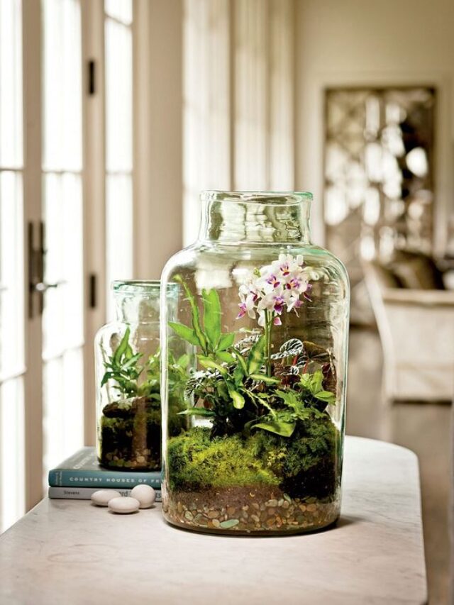 terrário inspiração
