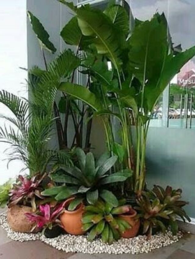 como criar um jardim desértico