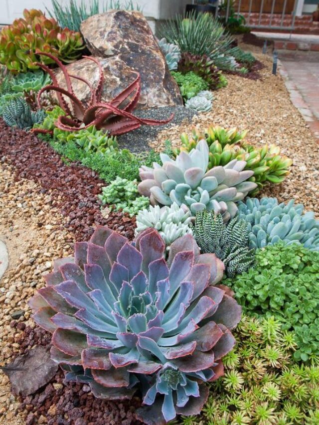 como criar um jardim desértico