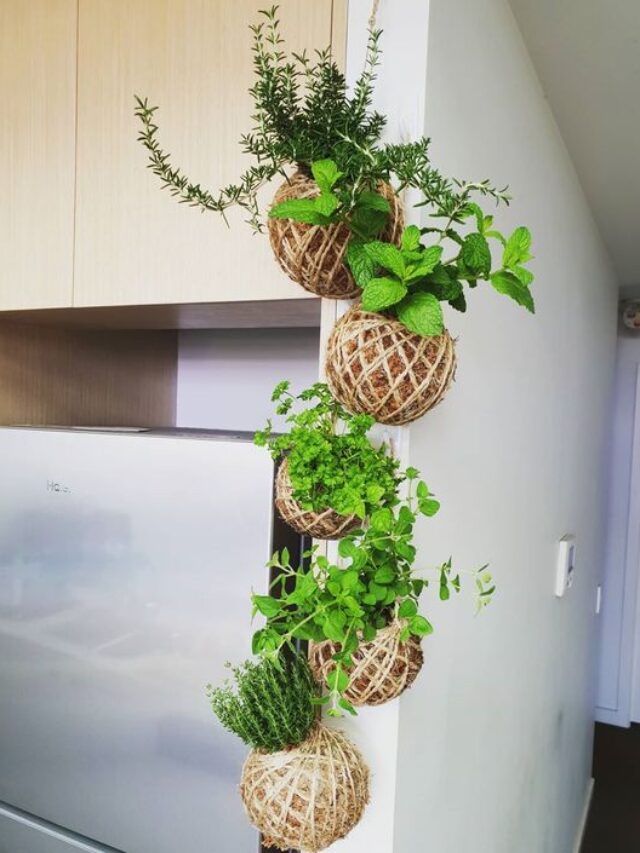Plantas aromáticas para cozinha