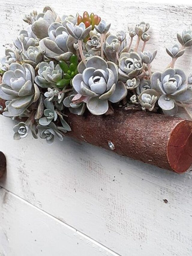 arranjos de suculentas echeveria