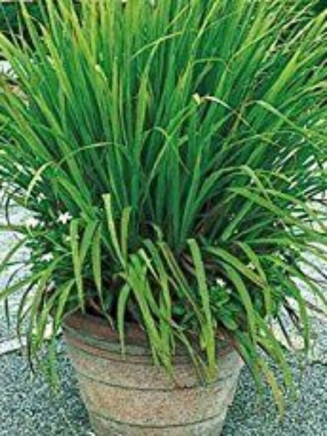 Dicas Para Cultivar A Planta Citronela Sala Da Casa