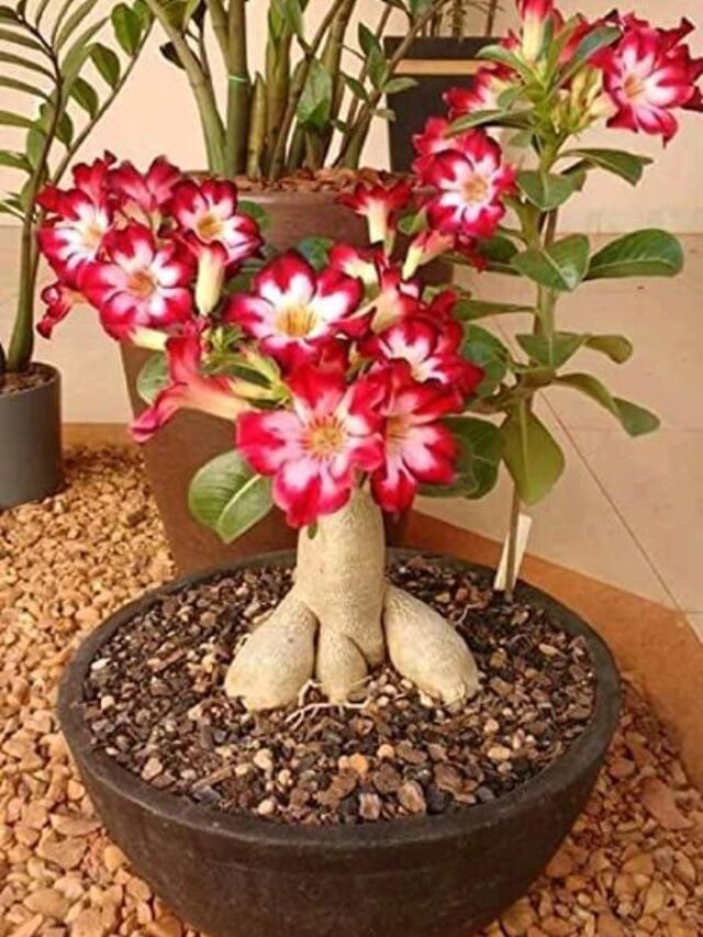 como cultivar rosa do deserto