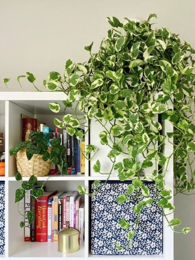 como cuidar de peperômia