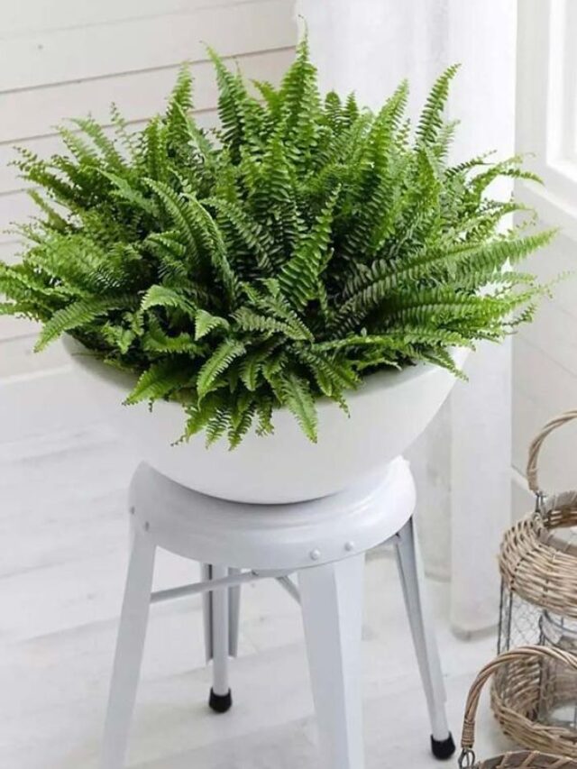 como cultivar samambaia