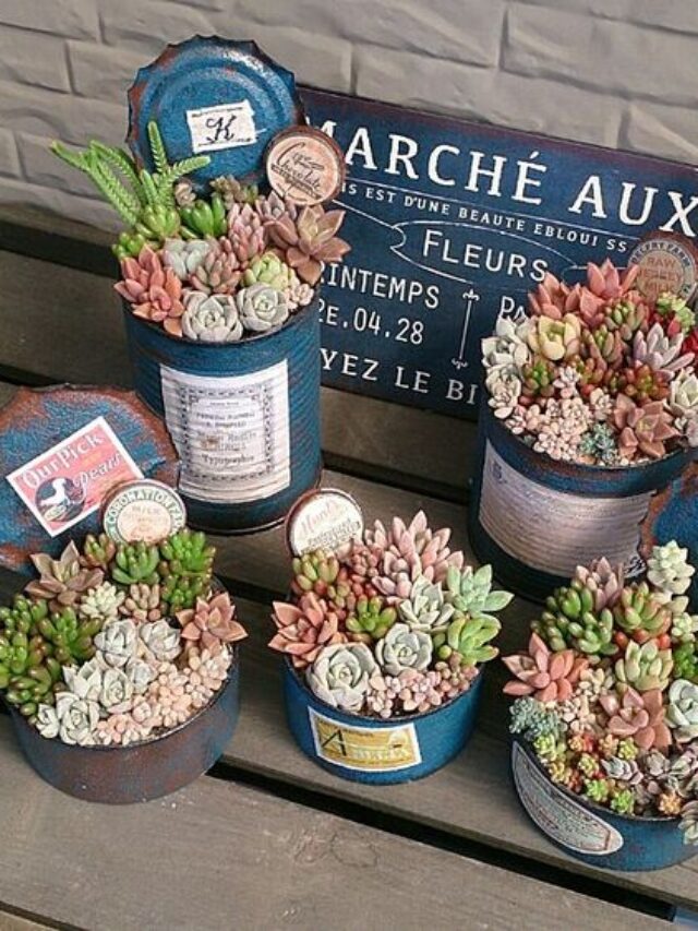 tipos de vasos para suculentas