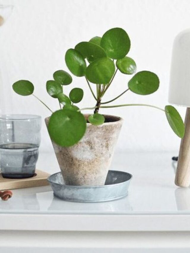 planta pilea decoração minimalista