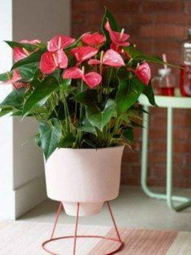 como cultivar antúrio em casa