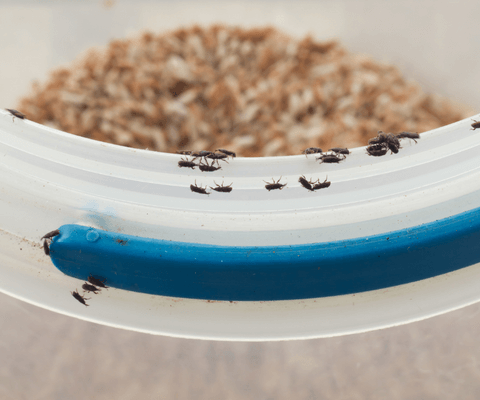 carunchos - como eliminar do arroz