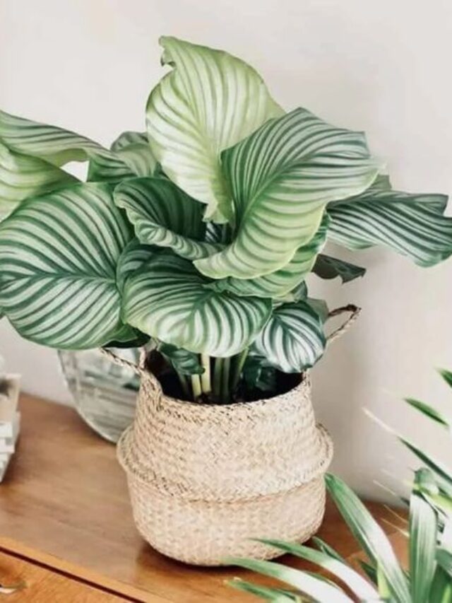 como cultivar calateia