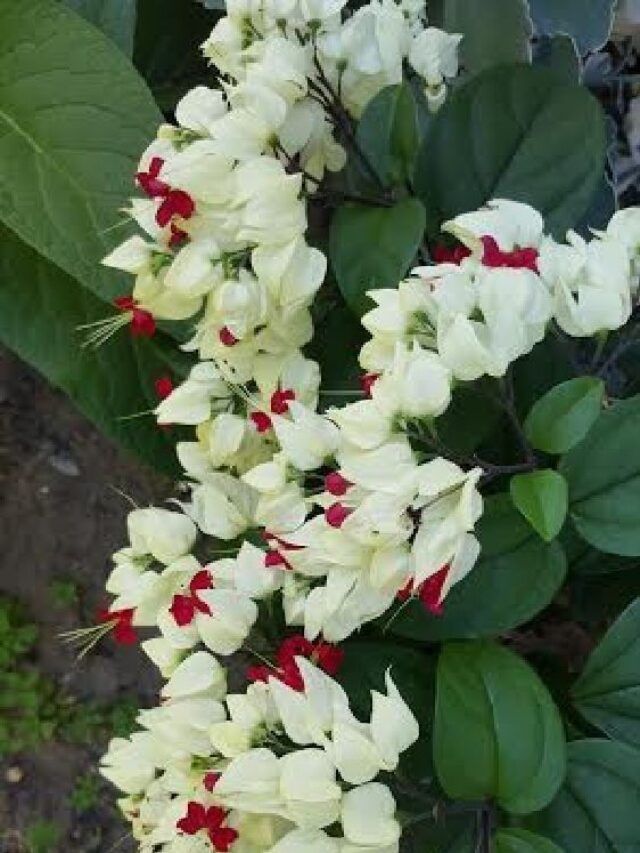 como cultivar lágrima de cristo