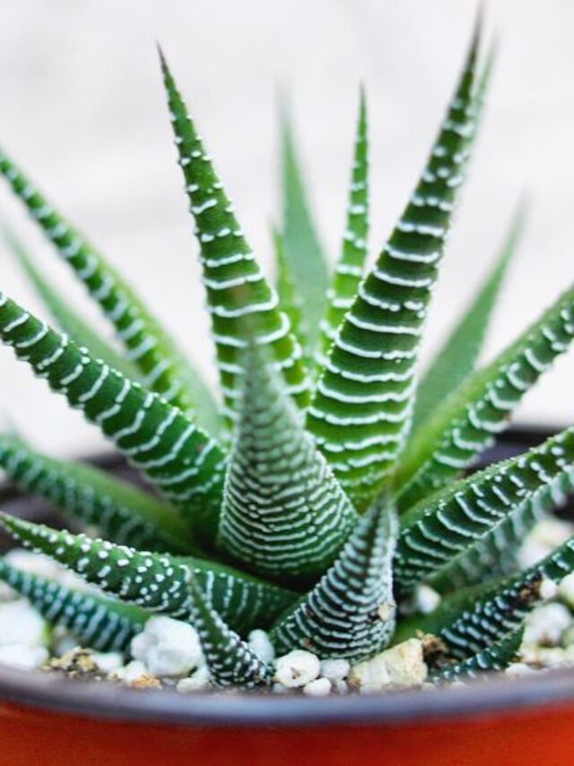 tipos de suculentas haworthias