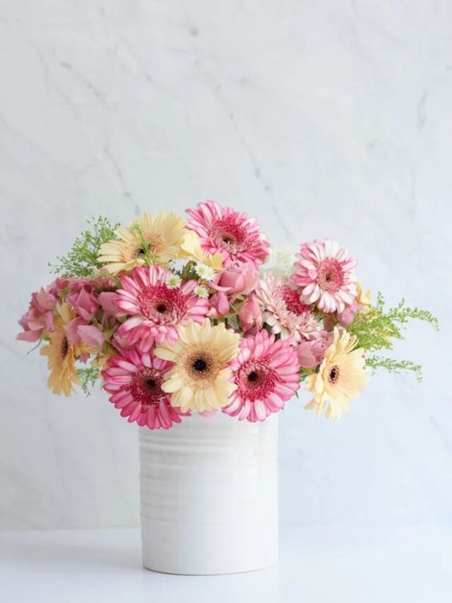 como cultivar Gerberas