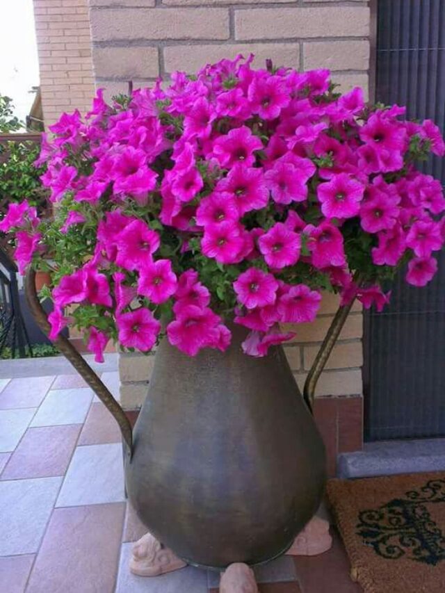 como cultivar petunias