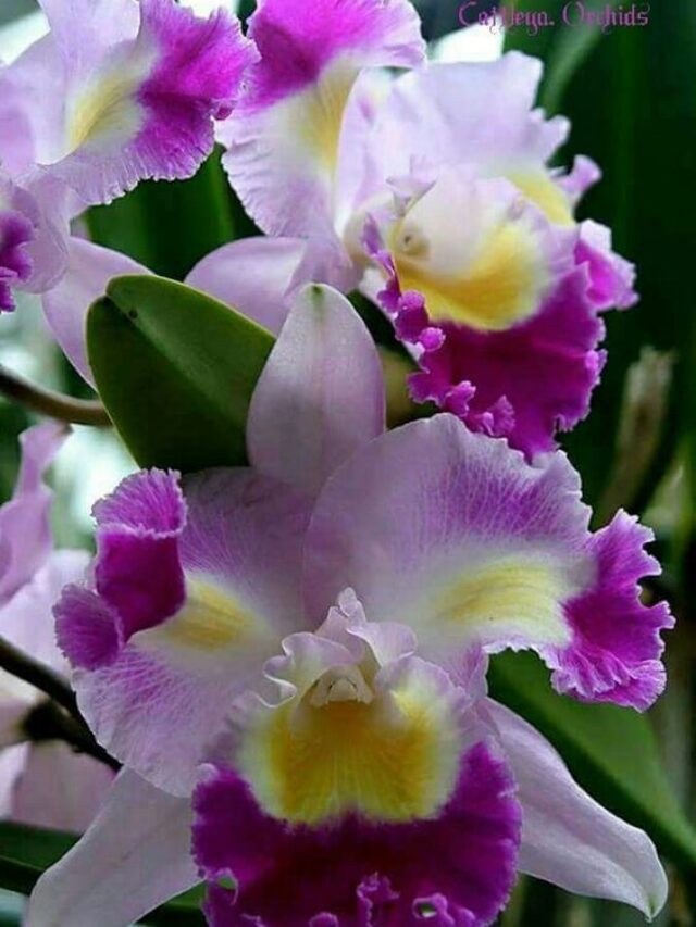 Como cultivar orquídea Cattleya
