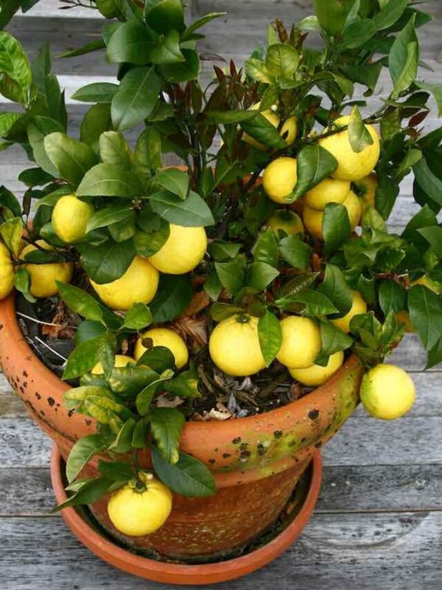 Como cultivar limão siciliano